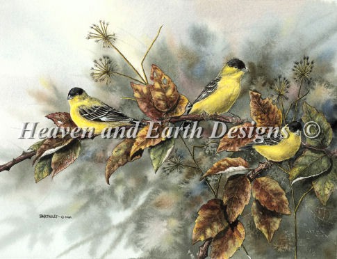 Gold Finches - Click Image to Close